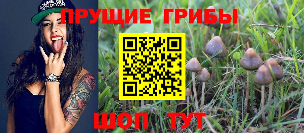 Омск  Галлюциногенные грибы Psilocybine cubensis  Вход с VPN  Галлюциногенные грибы Psilocybine cubensis 